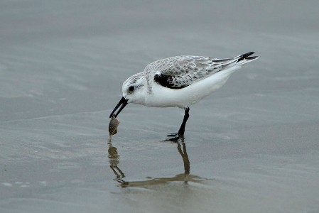 Wildlife spotting at Pismo Beach