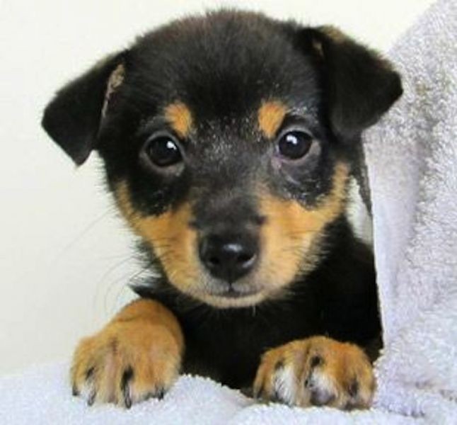 sf spca dogs spca puppies for adoption breeds picture sf spca dogs spca puppies for adoption breeds picture