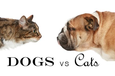 Stories on Stage: Dogs vs Cats
